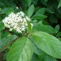 Cornus hemsleyi P1B